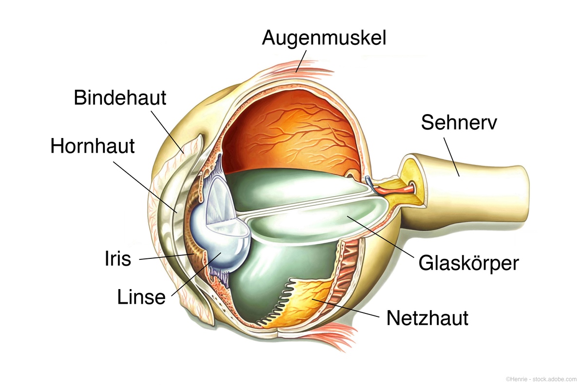 Aufbau des Auges - Augenärzte Mainz