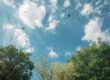 Blick mit Glasköpertrübung mouche volants